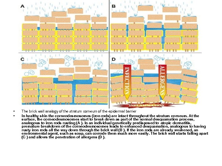  • • The brick wall analogy of the stratum corneum of the epidermal