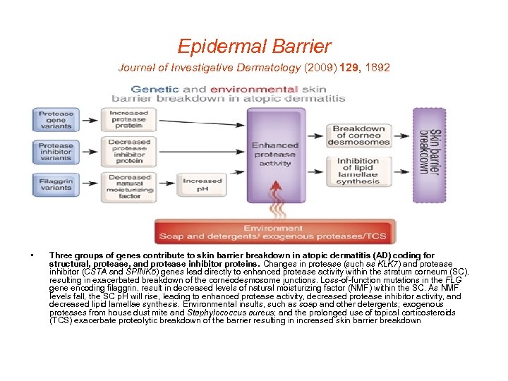 Epidermal Barrier Journal of Investigative Dermatology (2009) 129, 1892 • Three groups of genes