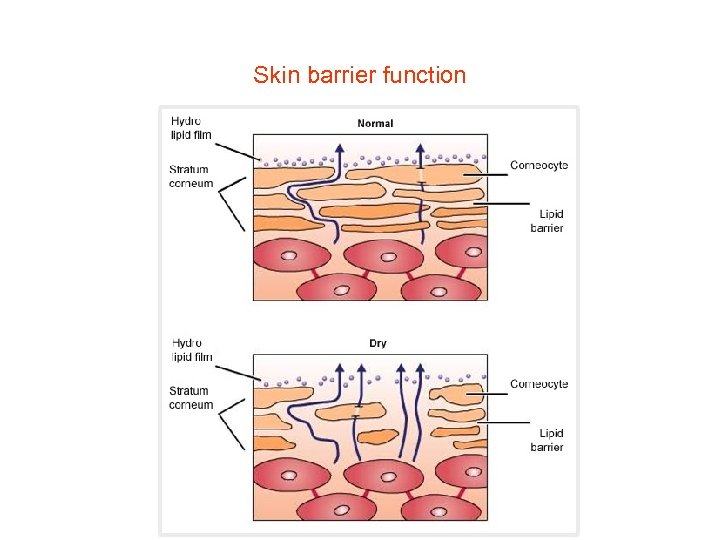Skin barrier function 