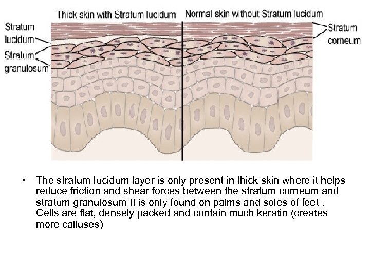  • The stratum lucidum layer is only present in thick skin where it