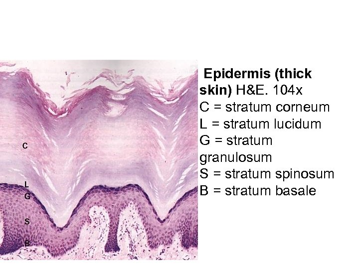  • Epidermis (thick skin) H&E. 104 x C = stratum corneum L =