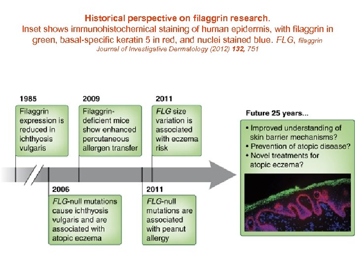 Historical perspective on filaggrin research. Inset shows immunohistochemical staining of human epidermis, with filaggrin