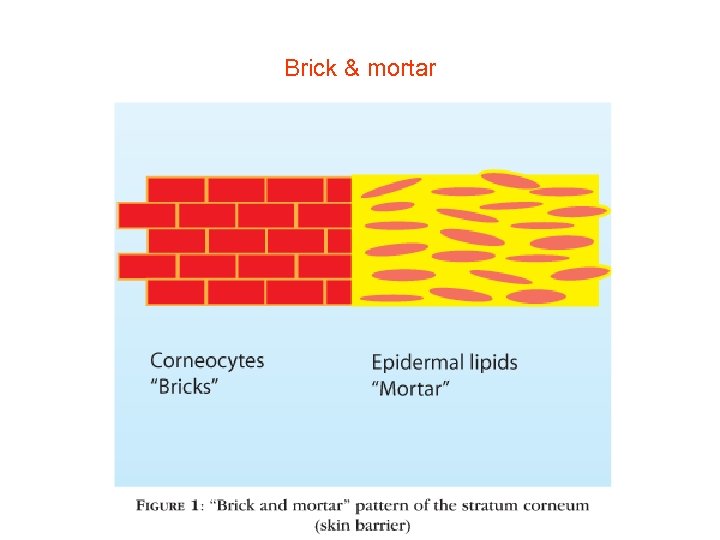 Brick & mortar 
