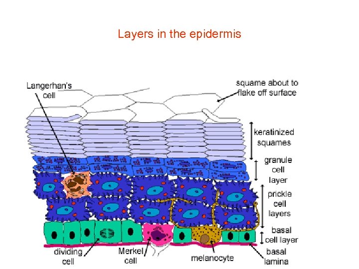 Layers in the epidermis 