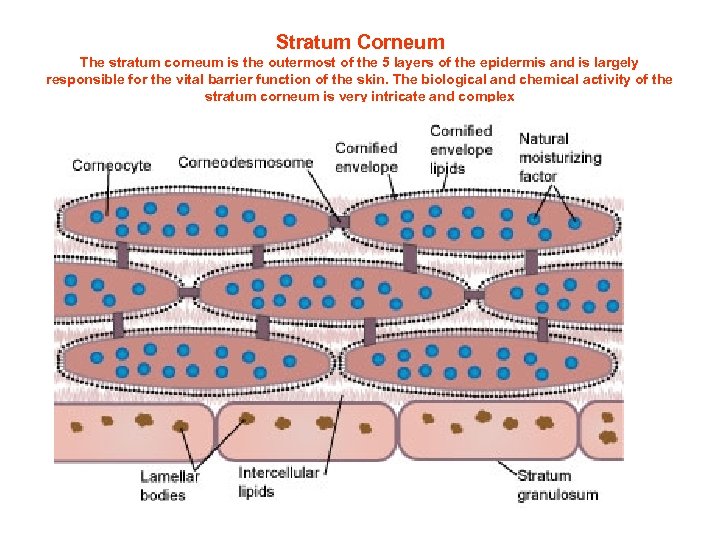 Stratum Corneum The stratum corneum is the outermost of the 5 layers of the