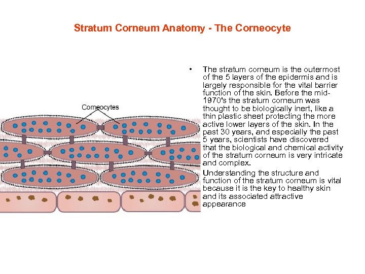 Stratum Corneum Anatomy - The Corneocyte • • The stratum corneum is the outermost