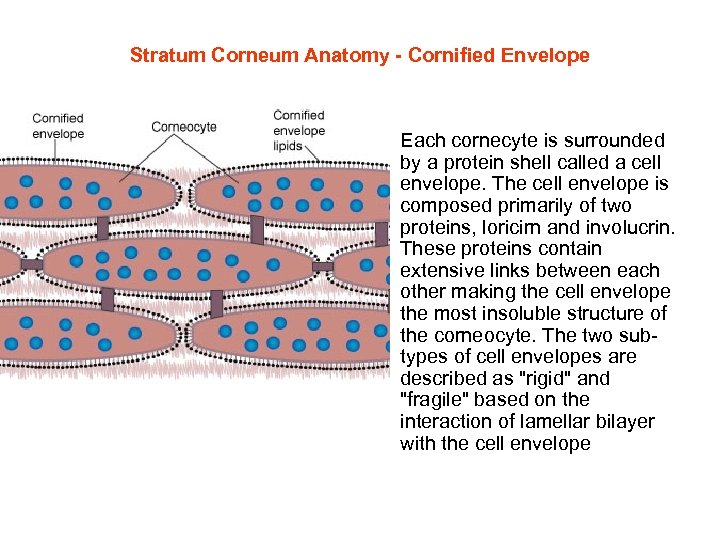 Stratum Corneum Anatomy - Cornified Envelope • Each cornecyte is surrounded by a protein