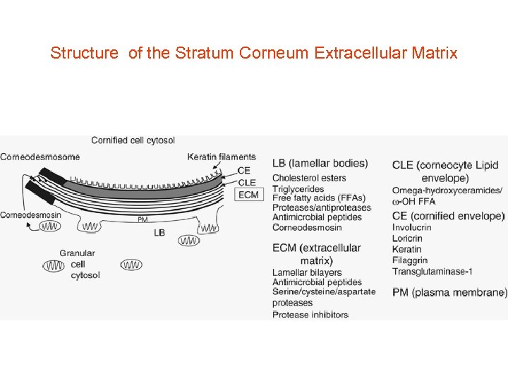 Structure of the Stratum Corneum Extracellular Matrix 