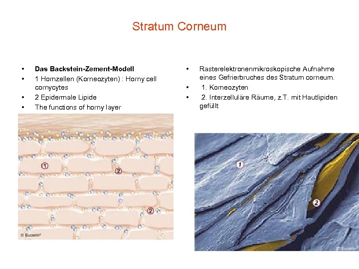 Stratum Corneum • • Das Backstein-Zement-Modell 1 Hornzellen (Korneozyten) : Horny cell cornycytes 2