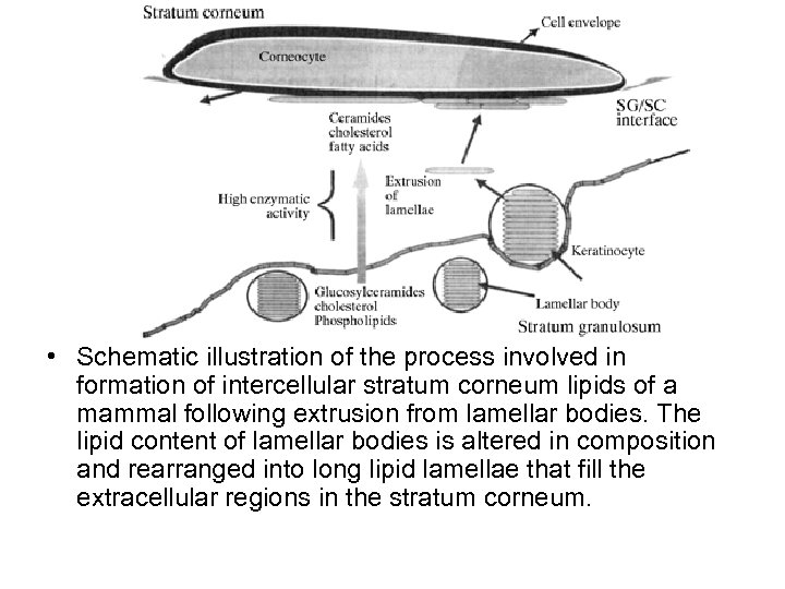  • Schematic illustration of the process involved in formation of intercellular stratum corneum