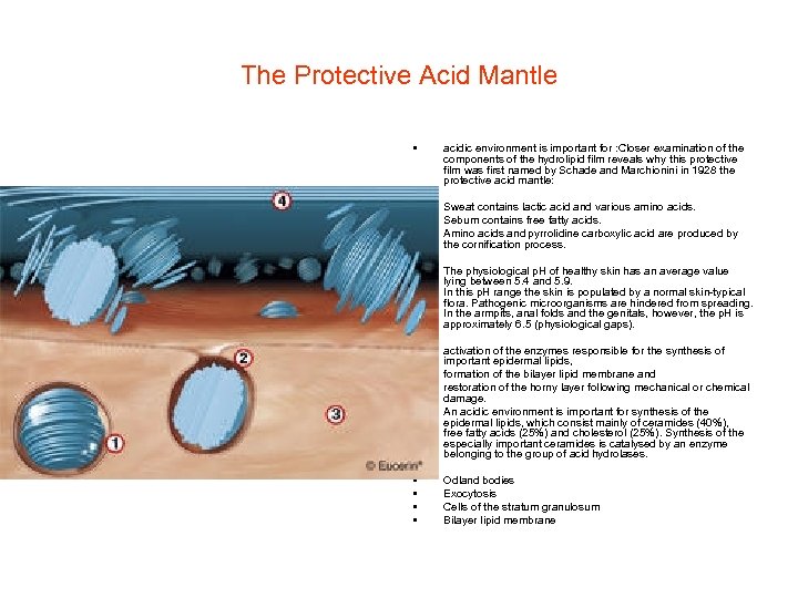 The Protective Acid Mantle • • • • • acidic environment is important for
