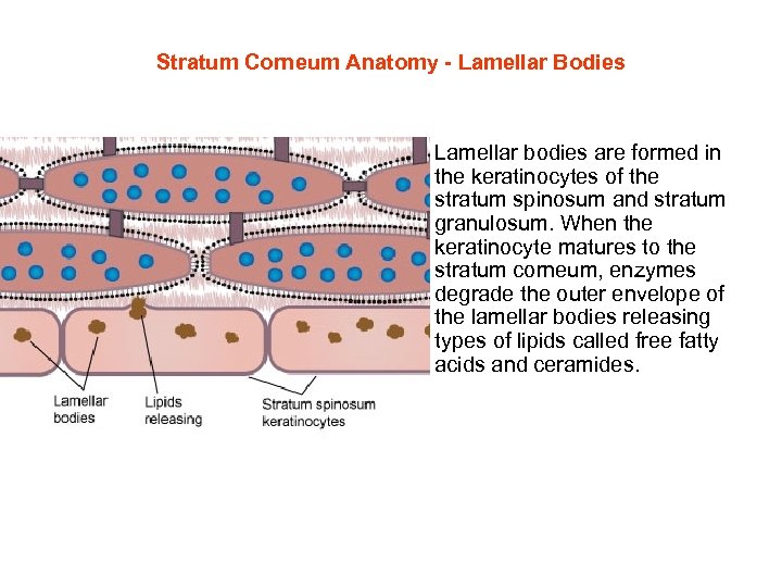 Stratum Corneum Anatomy - Lamellar Bodies • Lamellar bodies are formed in the keratinocytes