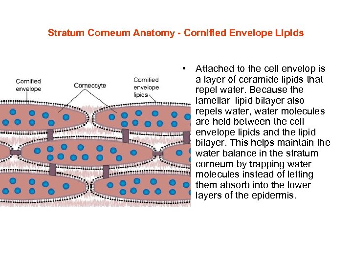 Stratum Corneum Anatomy - Cornified Envelope Lipids • Attached to the cell envelop is