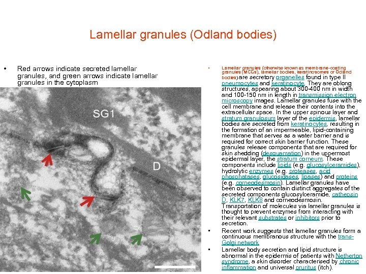 Lamellar granules (Odland bodies) • Red arrows indicate secreted lamellar granules, and green arrows