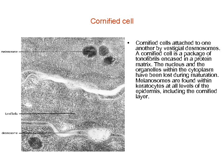 Cornified cell • Cornified cells attached to one another by vestigial desmosomes. A cornified
