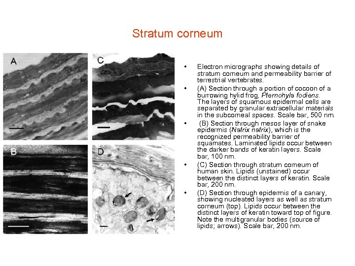 Stratum corneum • • • Electron micrographs showing details of stratum corneum and permeability