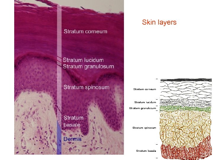  Skin layers 