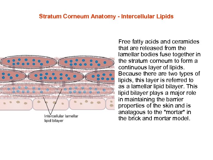 Stratum Corneum Anatomy - Intercellular Lipids • Free fatty acids and ceramides that are