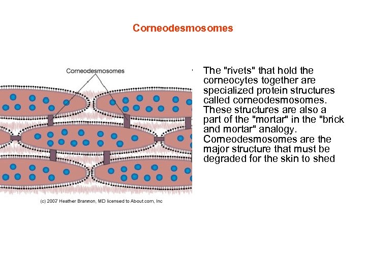 Corneodesmosomes • The "rivets" that hold the corneocytes together are specialized protein structures called