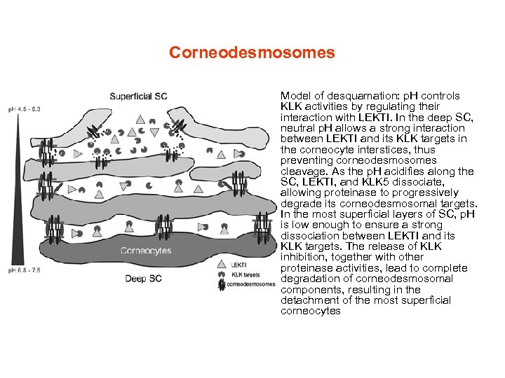 Corneodesmosomes • Model of desquamation: p. H controls KLK activities by regulating their interaction