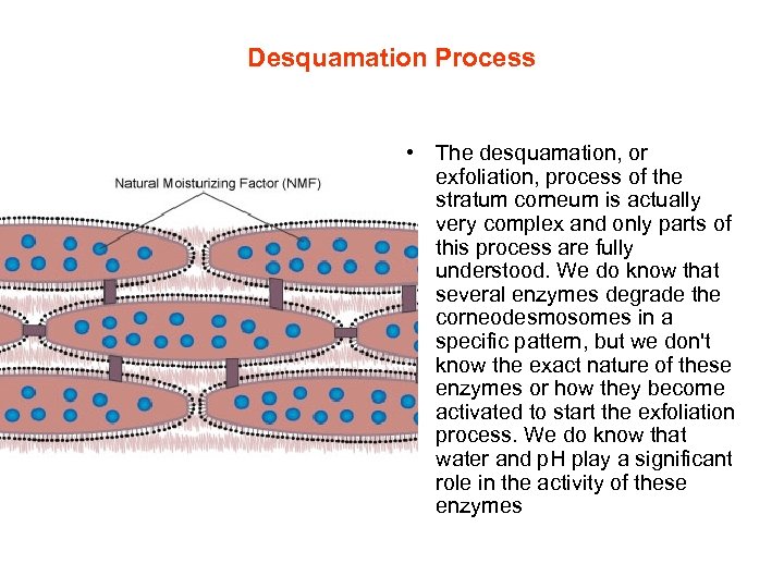 Desquamation Process • The desquamation, or exfoliation, process of the stratum corneum is actually