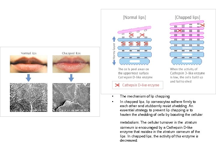  • • The mechanism of lip chapping In chapped lips, lip corneocytes adhere
