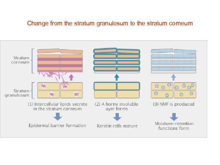 Change from the stratum granulosum to the stratum corneum 