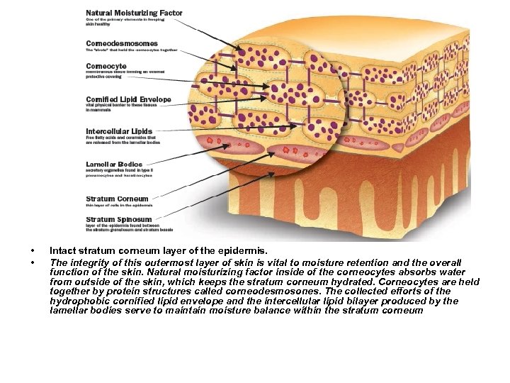  • • Intact stratum corneum layer of the epidermis. The integrity of this