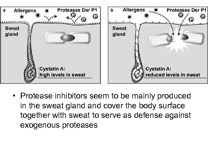  • Protease inhibitors seem to be mainly produced in the sweat gland cover