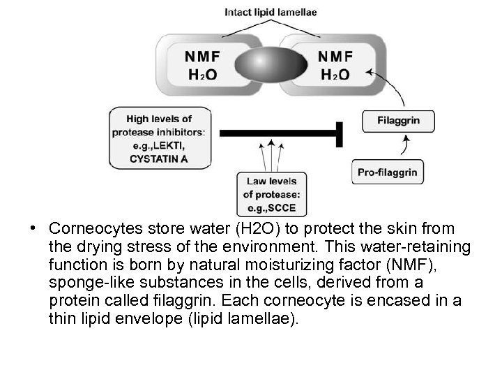  • Corneocytes store water (H 2 O) to protect the skin from the