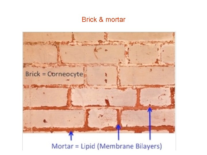 Brick & mortar 