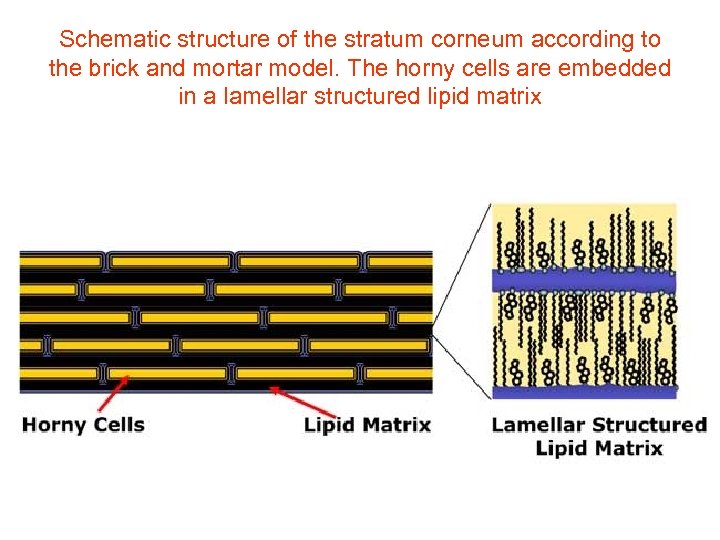 Schematic structure of the stratum corneum according to the brick and mortar model. The
