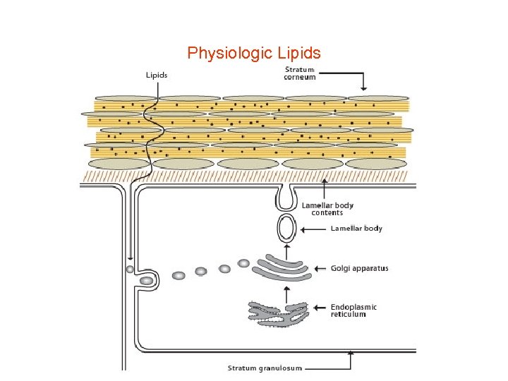 Physiologic Lipids 