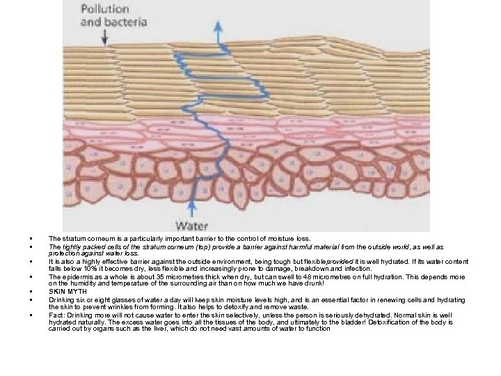  • • The stratum corneum is a particularly important barrier to the control