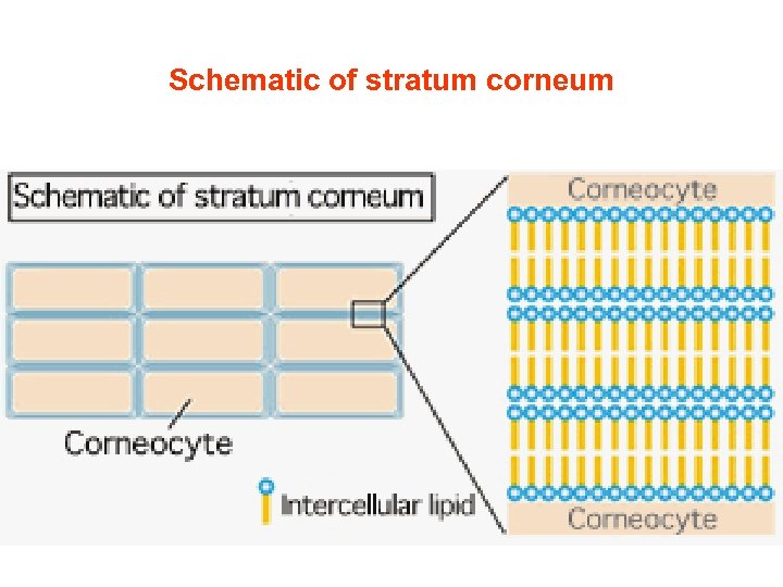 Schematic of stratum corneum 