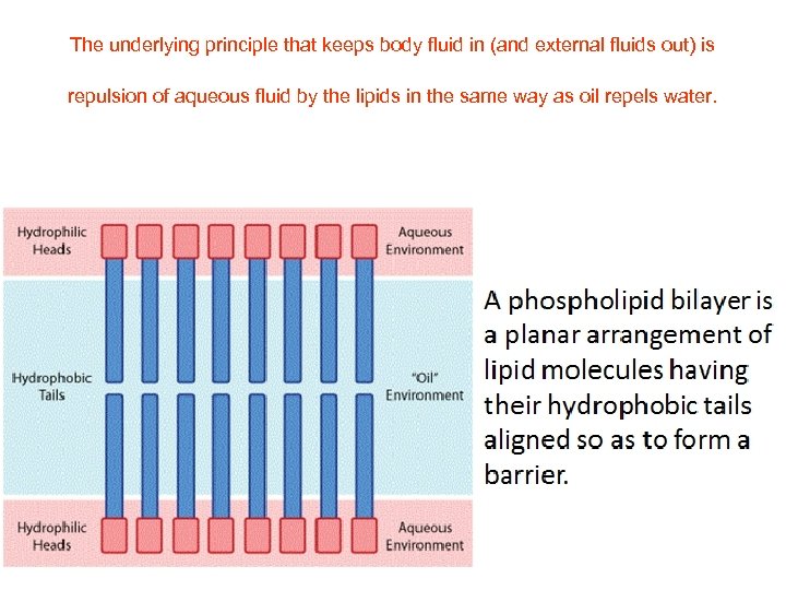 The underlying principle that keeps body fluid in (and external fluids out) is repulsion