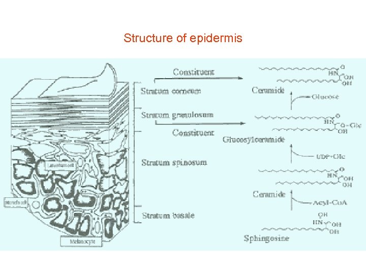 Structure of epidermis 