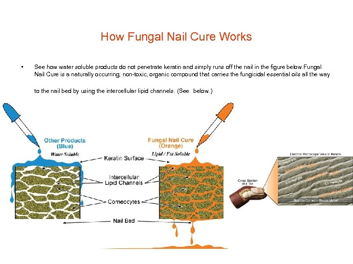 How Fungal Nail Cure Works • See how water soluble products do not penetrate
