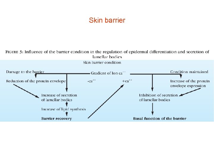 Skin barrier 