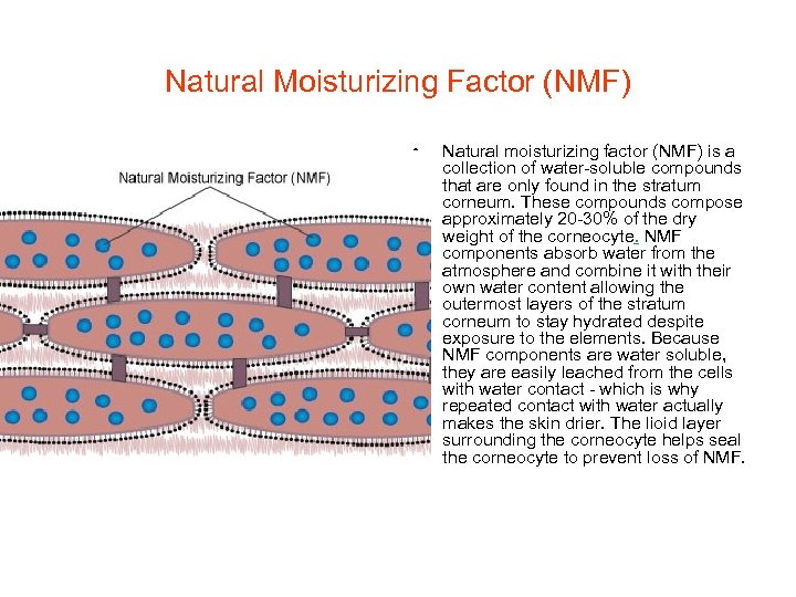 Natural Moisturizing Factor (NMF) • Natural moisturizing factor (NMF) is a collection of water-soluble