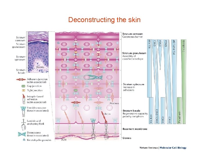 Deconstructing the skin 