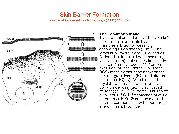 Skin Barrier Formation Journal of Investigative Dermatology (2001) 117, 823 • The Landmann model.