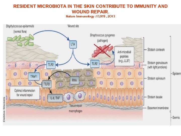 RESIDENT MICROBIOTA IN THE SKIN CONTRIBUTE TO IMMUNITY AND WOUND REPAIR. Nature Immunology :