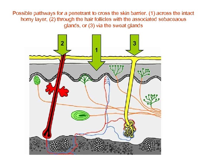 Possible pathways for a penetrant to cross the skin barrier. (1) across the intact