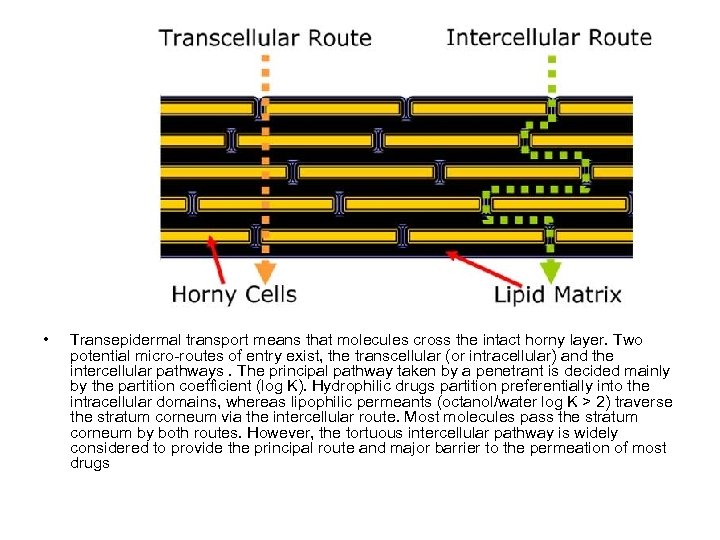  • Transepidermal transport means that molecules cross the intact horny layer. Two potential