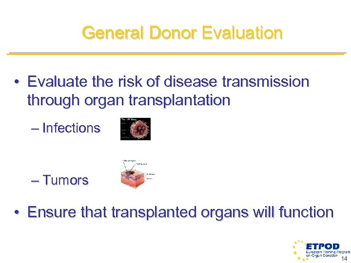 General Donor Evaluation • Evaluate the risk of disease transmission through organ transplantation –