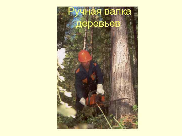  Ручная валка деревьев 