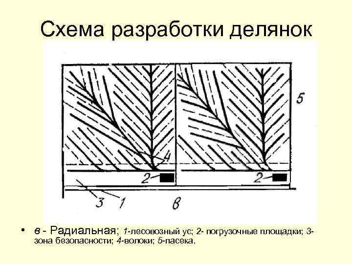 Схема разработки лесосеки