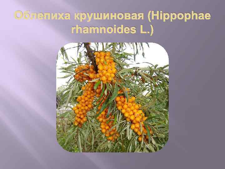 Облепиха крушиновая (Hippophae rhamnoides L. ) 