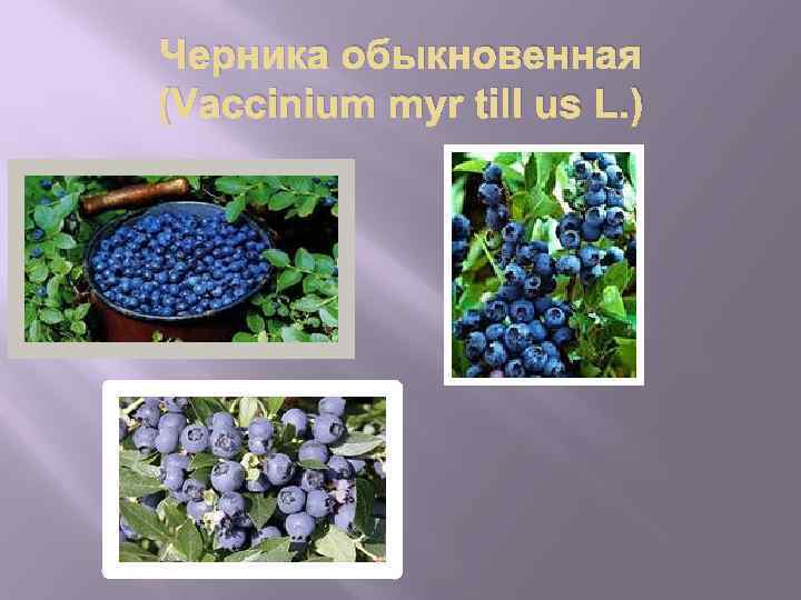 Черника обыкновенная (Vaccinium myr till us L. ) 